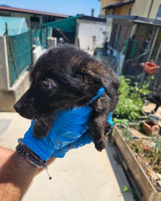 Cuccioli femmine labrador mamma papà pastore tedes