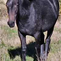 Puledra 2 anni grossa struttura