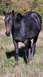 Puledra 2 anni grossa struttura