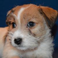 Jack Russell Terrier - Cuccioli Selezionati