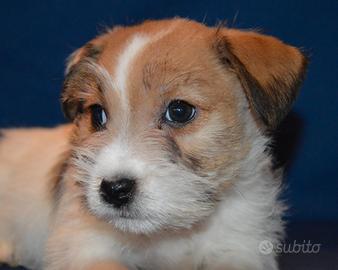 Jack Russell Terrier - Cuccioli Selezionati