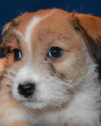 Jack Russell Terrier - Cuccioli Selezionati