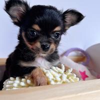 Cucciola di chihuahua a pelo lungo