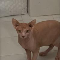 Cuccioli Sphynx