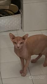 Cuccioli Sphynx
