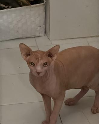 Cuccioli Sphynx