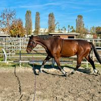 Trottatore italiano 2013