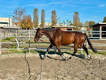 Trottatore italiano 2013