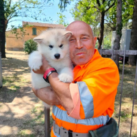 Sono autista professionista C+ cqc , Motrice, E, B