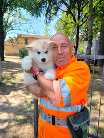 Sono autista professionista C+ cqc , Motrice, E, B