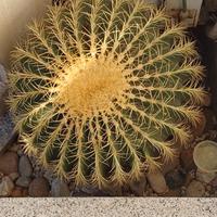 Pianta grassa gigante