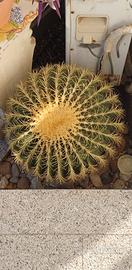 Pianta grassa gigante