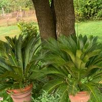 Piante Cycas
