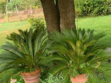 Piante Cycas