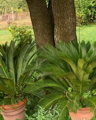 Piante Cycas