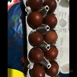 Marans