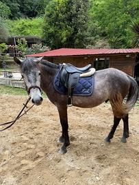 Pony 1.40 maschio