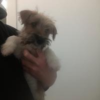 Jack Russell Broken tricolor zampa corta
