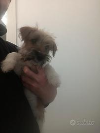 Jack Russell Broken tricolor zampa corta