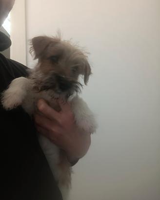 Jack Russell Broken tricolor zampa corta