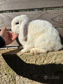 Coniglio Minilop