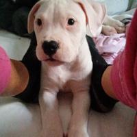 Cucciolo di Dogo Argentino