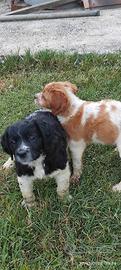 Cuccioli di Breton