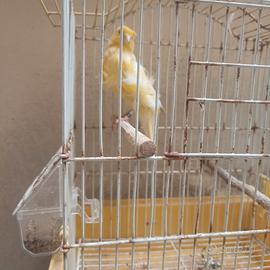 Canarino arricciato