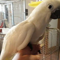 Pappagallo Cacatua galerita giovane