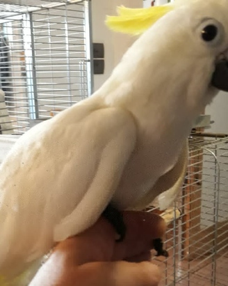 Pappagallo Cacatua galerita giovane