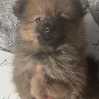 Spitz ( allevamento e negozio)