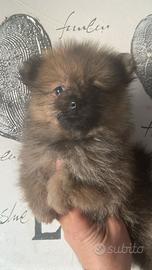 Spitz ( allevamento e negozio)