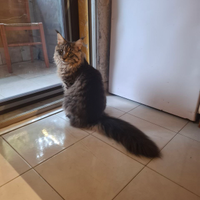 Maschio Maine Coon 10mesi ancora disponibile
