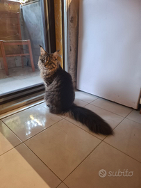 Maschio Maine Coon 10mesi ancora disponibile