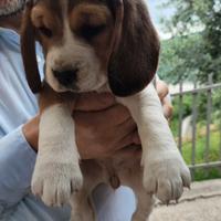 Cuccioli di beagle originali