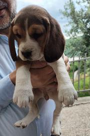 Cuccioli di beagle originali