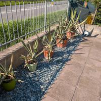 agave americana variegata in vaso