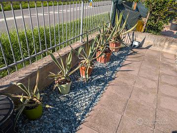 agave americana variegata in vaso