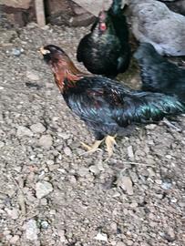 Galline marans galli