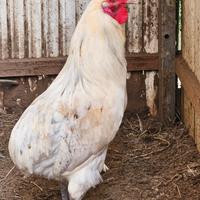 Coppia araucana