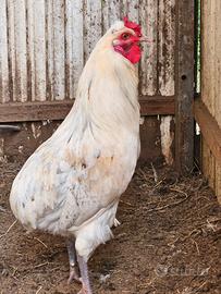 Coppia araucana