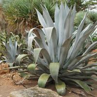 Agave americana