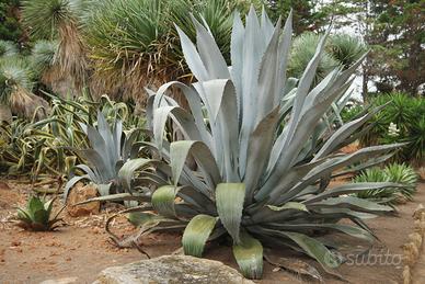Agave americana