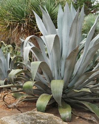 Agave americana