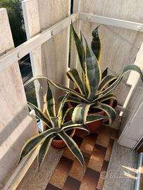 Pianta Agave Variegata o Americana