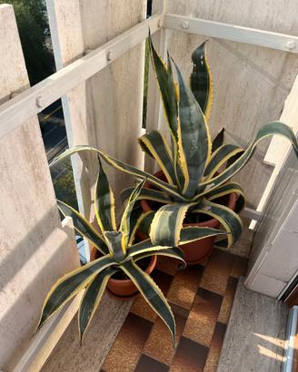 Pianta Agave Variegata o Americana