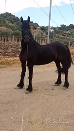 Cavalla frisona