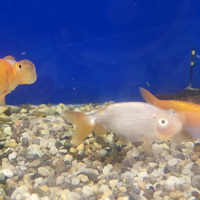 Orifiamma occhi a bolla