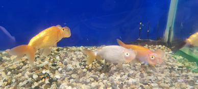 Orifiamma occhi a bolla