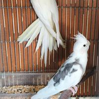 Calopsite taglia XXL